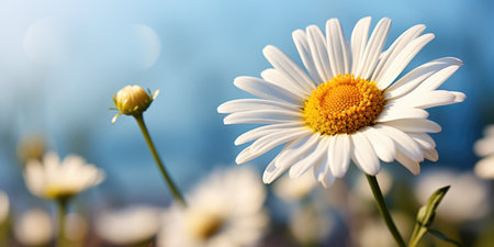 A close up of a white flower with a blue sky in the background, copy-space, place for text, spring daisy flowersの素材
