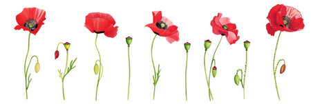 A group of red poppy flowers on a white backgroundの素材