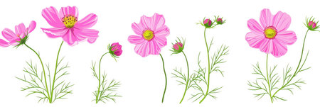 A group of pink flowers on a white backgroundの素材