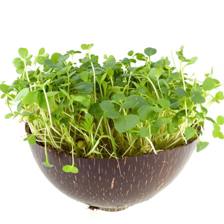 A close up of a bunch of sprouts in coconut shell isolated on white backgroundの素材