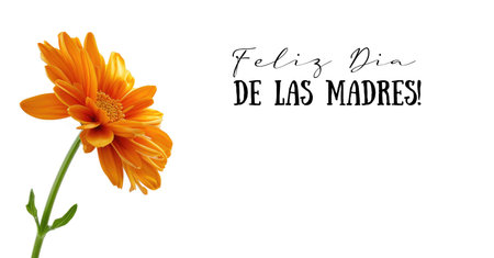 A single orange flower with the words feliz dia de las madres. It means Happy Mothers day in Spanishの素材