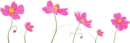 A group of pink flowers on a white backgroundの素材