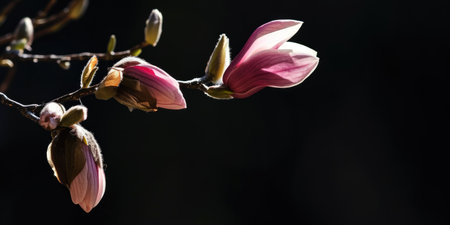 A close up of a flower on a tree Pink magnolia blossoms on black background, copy-spaceの素材