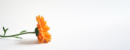 A single orange flower on a white surface, panoramic banner with copy-space, place for textの素材