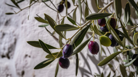 A bunch of olives hanging from a treeの素材