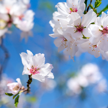 White Flowers Blossoming on a Tree Almond flowers outdoors.の写真素材