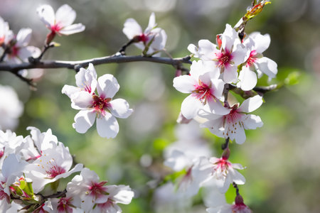 Close-up of a Tree With White and Red Flowers Almond flowers outdoors.の写真素材