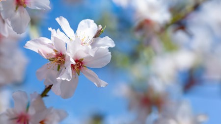 Close-Up of White Flowers on a Tree Almond flowers outdoors.の写真素材