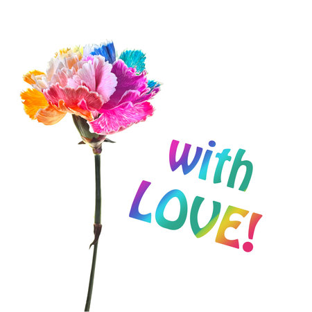 Rainbow-Colored Carnation With the Words With Loveの写真素材
