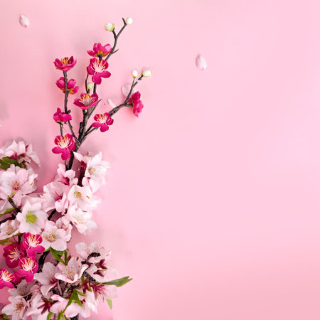 Blossoming almond and red plum flowers on a pink paper background, square background, copy-spaceの写真素材