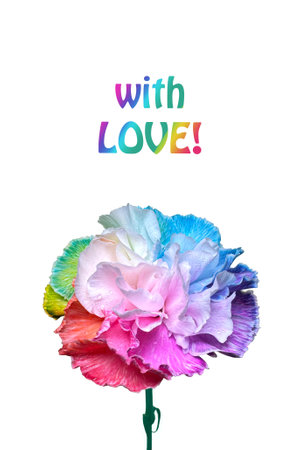Rainbow Colored Carnation With the Words With Loveの写真素材