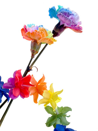 Two vibrant, multi-colored carnations with rainbow flower garland, corner element isolated on white background for colorful LGBTQ pride designの写真素材
