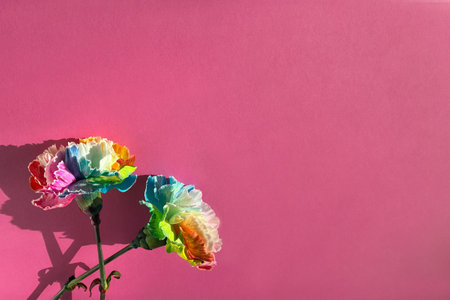Two vibrant rainbow colored carnations stand out against a pink backgroundの写真素材