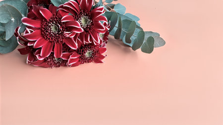 A bunch of dark red chrysanthemum, or chrysanth flowers on a pink surface, copy-spaceの写真素材