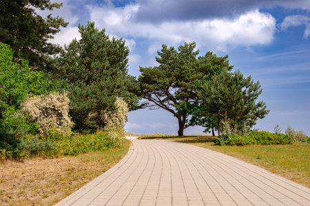 Tree-Lined Paved Road in a Natural Setting