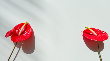 Vibrant Red Anthurium Flowers on White Background with Sunlight and Shadowsの写真素材
