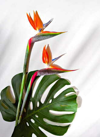 Exotic Bird of Paradise Flowers with Monstera Leaf on White Backgroundの写真素材