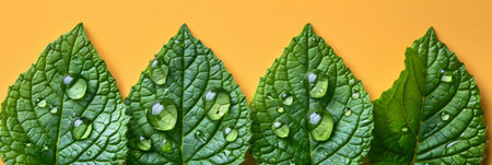 Fresh Green Leaves with Water Droplets on Vibrant Yellow Background for Nature-Themed Designの素材