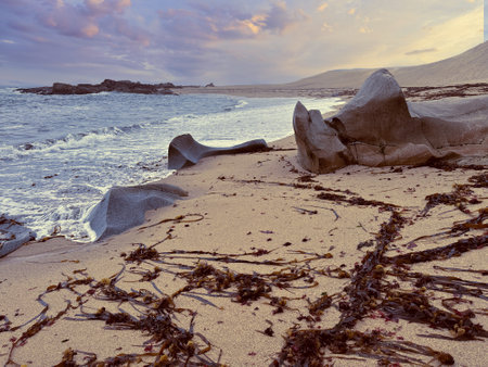 Rocky Beach at Sunset with Seaweed on Sandy Shoreline and Tranquil Wavesの写真素材