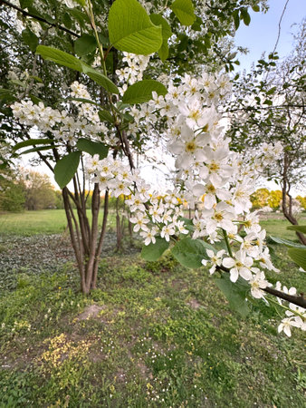 Close-up view of delicate white flowers blooming on a tree branch surrounded by vibrant green leaves in a serene park setting during spring.の写真素材