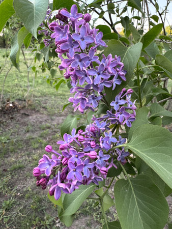 Close-up view of purple lilac flowers in full bloom on a branch surrounded by lush green leaves. The background features a natural garden environment with soft lighting.の写真素材