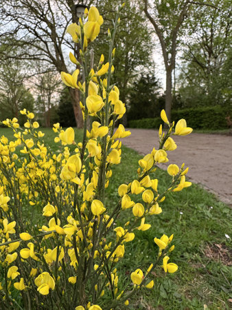 Close-up of vibrant yellow broom flowers in full bloom, set against a lush green park with trees and a paved pathway in the background. Springtime scenery.の写真素材