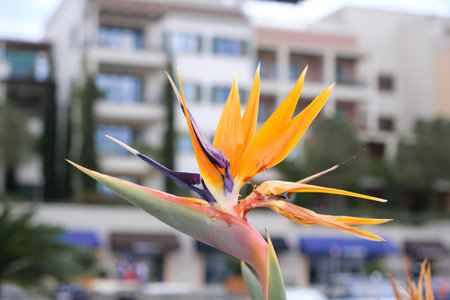 Close-up view of a colorful bird of paradise flower showcasing vivid orange and purple petals, set against a blurred urban backdrop in Porto Montenegro.の写真素材