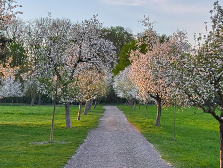 A serene pathway bordered by rows of cherry blossom trees in full bloom, surrounded by lush green grass and trees under a soft evening sky in spring.の写真素材