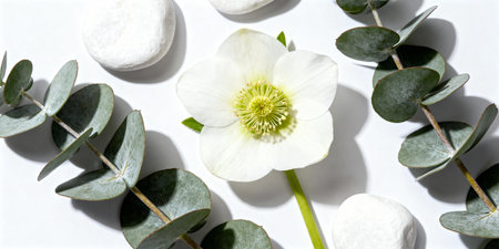 White hellebore flower surrounded by eucalyptus leaves and smooth white stones arranged on a white background. Minimalist flat lay design with natural elements.の素材