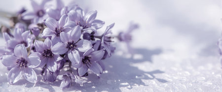 Close-up of vibrant purple flowers resting on a snowy surface, showcasing their delicate petals. Soft lighting and a blurred background create a serene atmosphere.の素材