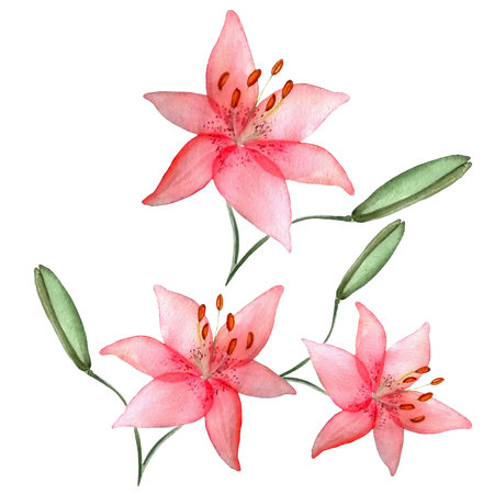 lily flowers on white backgroundの写真素材