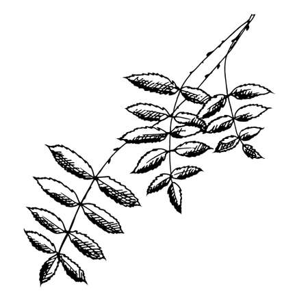 rowan branch with berries on a white backgroundのイラスト素材