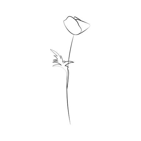 Poppy flower, line drawing. Wildflowers, outline floral design elements isolated on white background,のイラスト素材