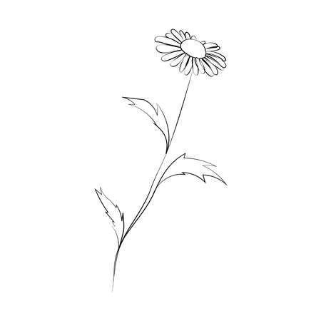 Chamomile flower, line drawing. Daisy wildflowers, outline floral design elements isolated on white background.のイラスト素材