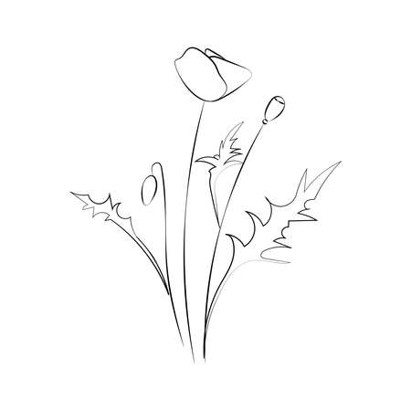 Poppy flower, line drawing. Wildflowers, outline floral design elements isolated on white background,のイラスト素材