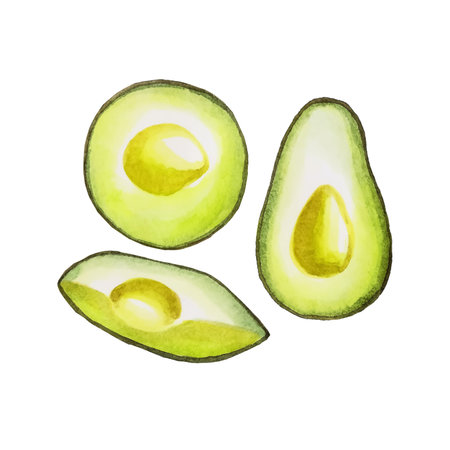 Watercolor green fresh avocado on a white background.