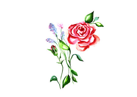 Watercolor hand drawn roses on a white background.の写真素材