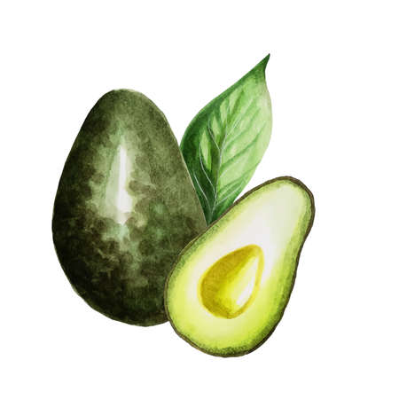 Watercolor green fresh avocado on a white background.の写真素材