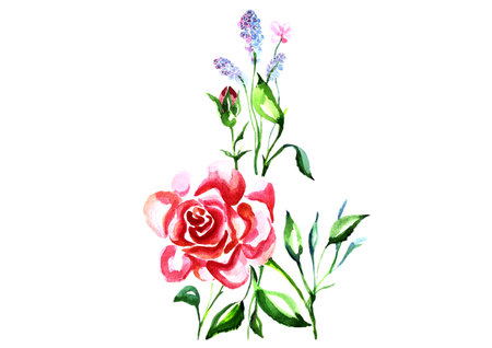 Watercolor hand drawn roses on a white background.の写真素材