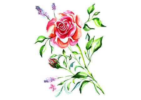Watercolor hand drawn roses on a white background.の写真素材