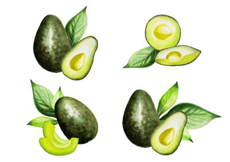 Avocado watercolor illustration, set of green vegetables on an isolated white background.の写真素材