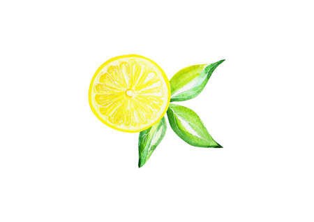 Watercolor fruit lemon and green leaves on white background.の写真素材