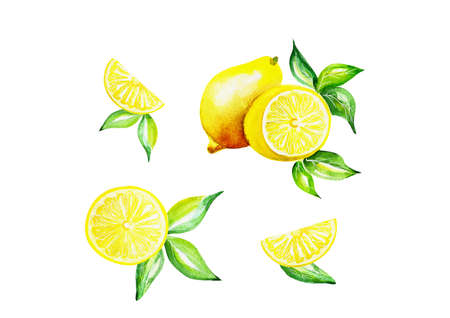 Watercolor fruit lemon and green leaves set on white background.の写真素材