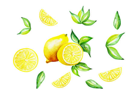 Watercolor fruit lemon and green leaves set on white background.の写真素材