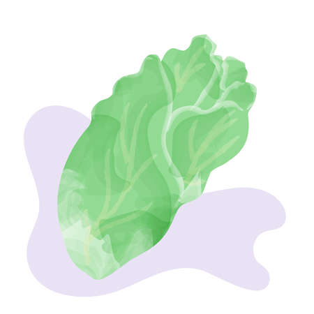Bright illustration of colorful cabbage isolated on backgroundのイラスト素材
