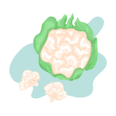 Bright illustration of colorful cabbage isolated on backgroundのイラスト素材