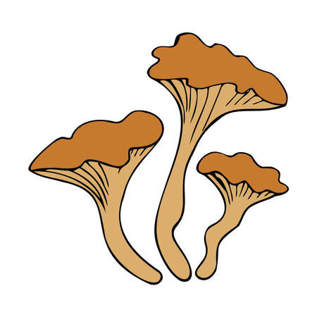Hand drawing forest wild mushrooms. Can be used for menu design, label, badge, recipe, packaging.のイラスト素材