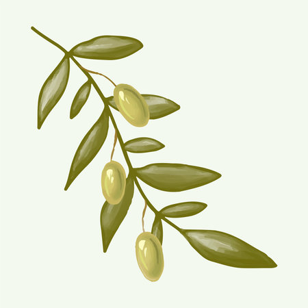 Olive branch hand drawn isolated on backgroundのイラスト素材