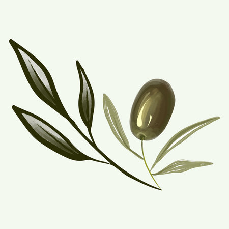 Olive branch hand drawn isolated on backgroundのイラスト素材