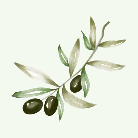 Olive branch hand drawn isolated on backgroundのイラスト素材